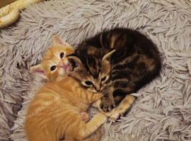 3 kittens avaliable