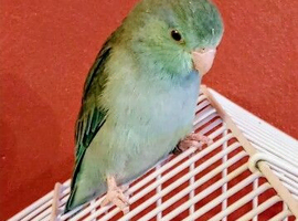 Celestial parrotlet 2 years old including large cage and toys