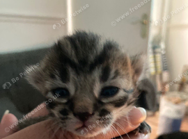 3 beautiful bengal cross kittens