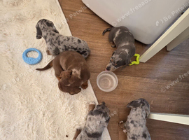 Dappled DNA tested miniature dachshunds