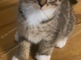 Two gorgeous female kittens