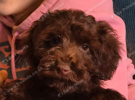 Extensively Health tested Gorgrous Toy cockapoo babies
