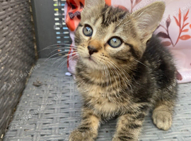 Tabby and ginger Kittens