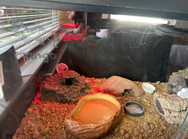 Male leopard gecko and tank for sale