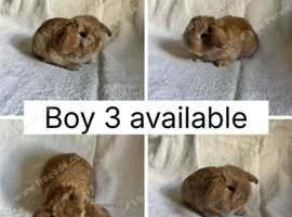6 beautiful baby mini lops ready to reserve