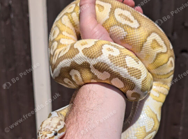 Spotnose lesser pastel het clown male