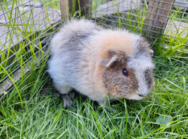 Roan male guinea pig for sale