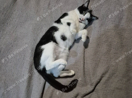 Short haired domestic female cat