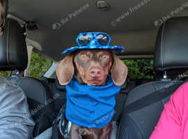 Miniature Dachshund stud