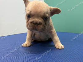 Pink Fluffy Producer Isabella Females health clear