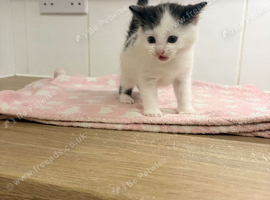 Kittens