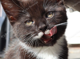 Beautiful mixed breed kittens for sale