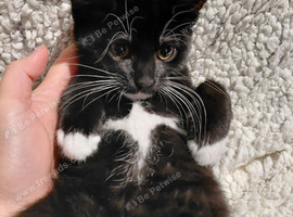 2 girls born 3rd Aug tuxedo kitten cute
