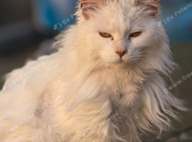 Female mainecoon