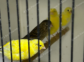 Canaries 2026