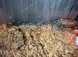 Royal python male 3 years old normal