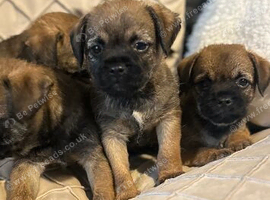 Stunning border terrier puppies