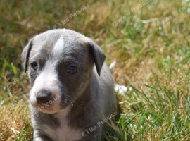 Stunning Pedigree Whippet Puppies