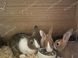 5 Dutch for sale Yellow and white tortoise and white