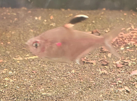 Bleeding heart tetra group