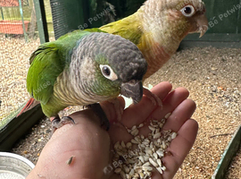 Mated pair of conures