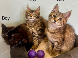 Half Maine Coon kittens