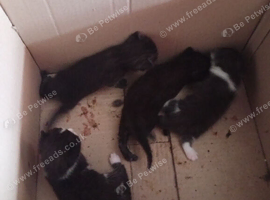 4 kittens for sale