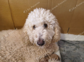 F1BB Standard poodle x toy cockapoo