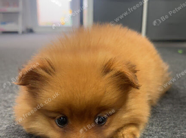 4-Month-Old Pomeranian &ndash; Chase