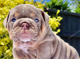 Lilac and tan English bulldog puppies