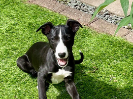 Female whippet