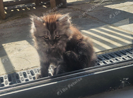 Persian X female kittens 9wks