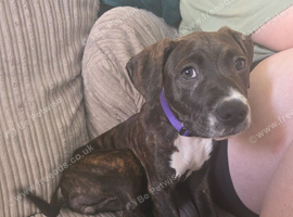 Staffy cross puppy