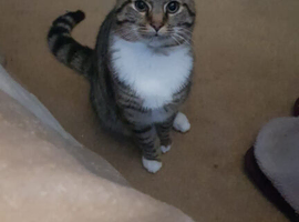 Cat for sale