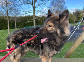 Full pedigree German Shepherds for rehoming