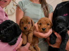 Cockapoos stunning litter