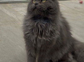 Maine coon crossed american curl blue girl looking new home