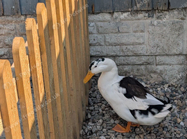 Magpie drake