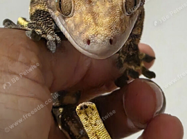 Harlequin Crested Gecko