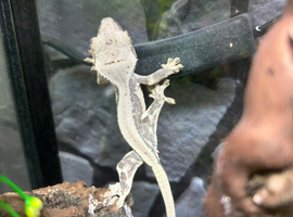 Lily White Crested Geckos at Birmingham Reptiles