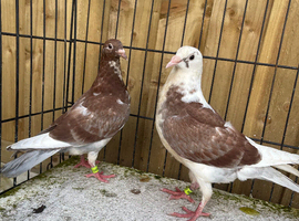 Racer pigeons for sale in Birmingham