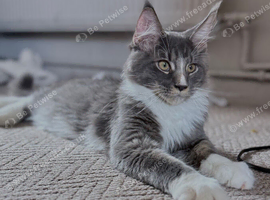 Maine Coon kittens XXL