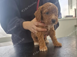 Cockapoo Puppies