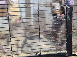 7 ferret kitts 10 weeks old looking for home