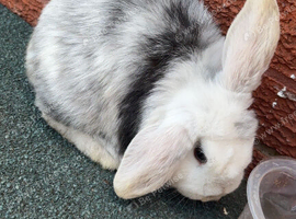 Femal mini lop