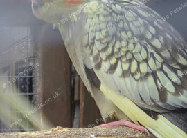 Hand reared cockatiels
