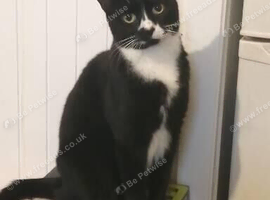 Rose Missing cat