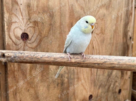 Baby budgies 3 for sale &pound;30 each