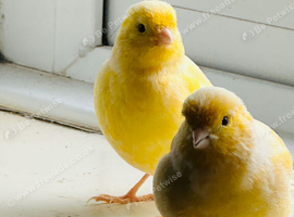 Yellow Canary