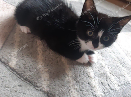 Kitten